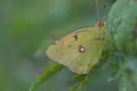 Colias crocea