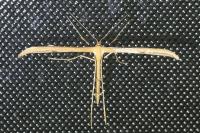 Emmelina monodactyla