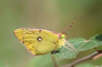 Colias crocea