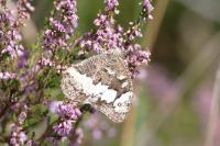 Brintesia circe