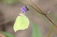 Gonepteryx rhamni