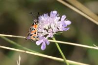 Zygaena fausta