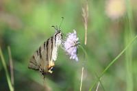 Iphiclides podalirius