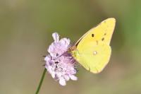 Colias crocea