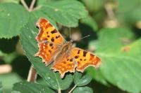 Polygonia c-album