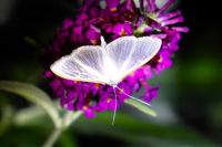 Palpita vitrealis