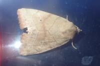 Cosmia trapezina