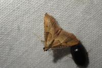 Endotricha flammealis