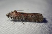 Phycita roborella
