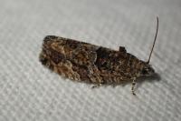 Eudemis profundana