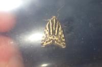 Emmelia trabealis