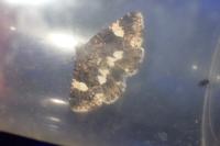 Tyta luctuosa