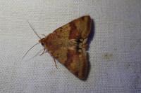 Heliothis viriplaca