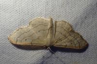 Idaea aversata