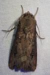 Agrotis ipsilon
