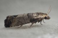 Spilonota ocellana