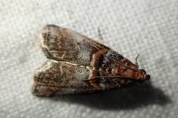 Acrobasis advenella