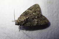 Acronicta rumicis