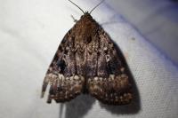 Amphipyra pyramidea