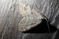 Aplocera efformata