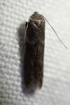 Blastobasis glandulella