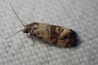 Cochylis atricapitana