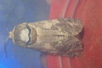 Cossus cossus