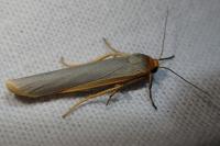 Manulea complana