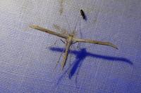 Emmelina monodactyla