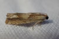 Eucosma conterminana