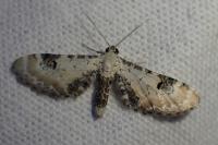 Eupithecia centaureata