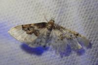 Idaea rusticata