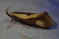 Donacaula forficella