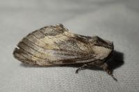 Harpyia milhauseri