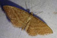 Idaea ochrata