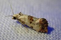 Cochylis hybridella