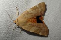 Noctua fimbriata