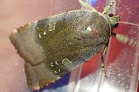 Noctua janthe