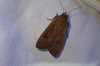 Noctua pronuba