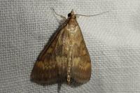 Ostrinia nubilalis