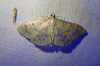 Patania ruralis