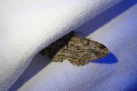 Peribatodes rhomboidaria