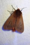 Phragmatobia fuliginosa