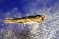 Pyroderces argyrogrammos