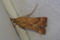 Synaphe punctalis