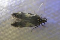 Teleiodes luculella