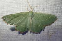 Thalera fimbrialis