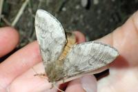Thaumetopoea pityocampa