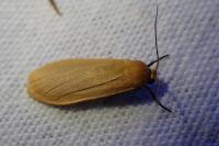 Wittia sororcula