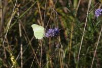 Gonepteryx rhamni
